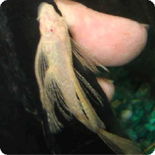 Albino Long Finned Bushynose Pleco - 3 inch Albino Long Finned Bushynose Pleco - 3 inch